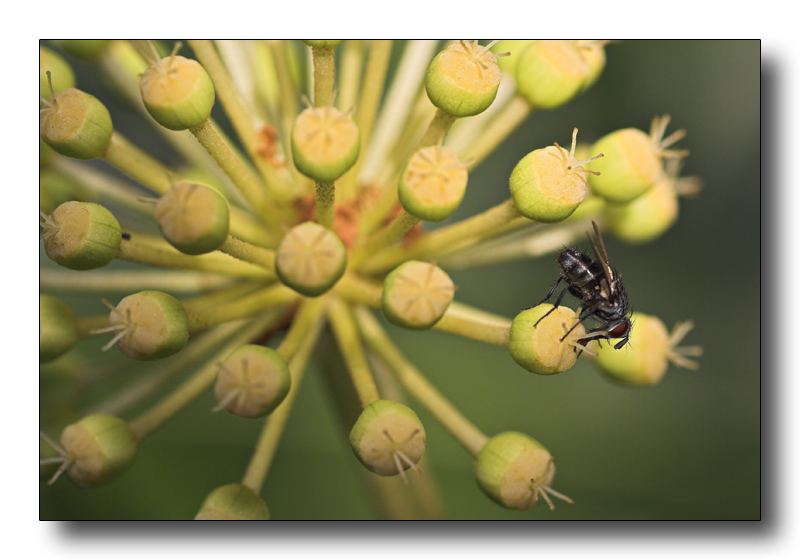 piccina nella moltitudine