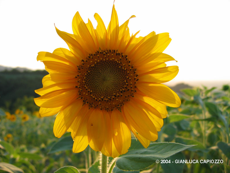 Girasole in controluce.