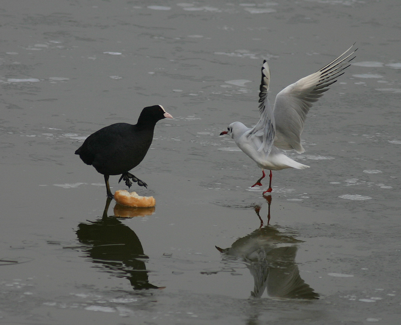 foto 15 del foto-fumuetto COLAZIONE SUL GHIACCIO