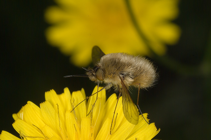 Bombylius minor 2