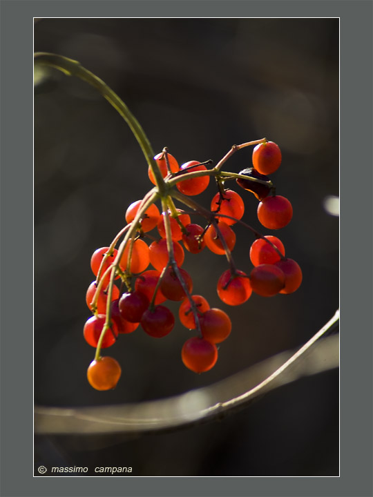 grappolo di bacche in controluce
