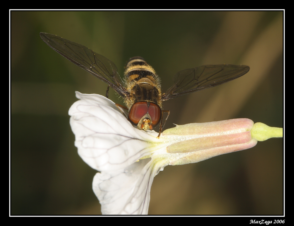 Dalla parte sbagliata...