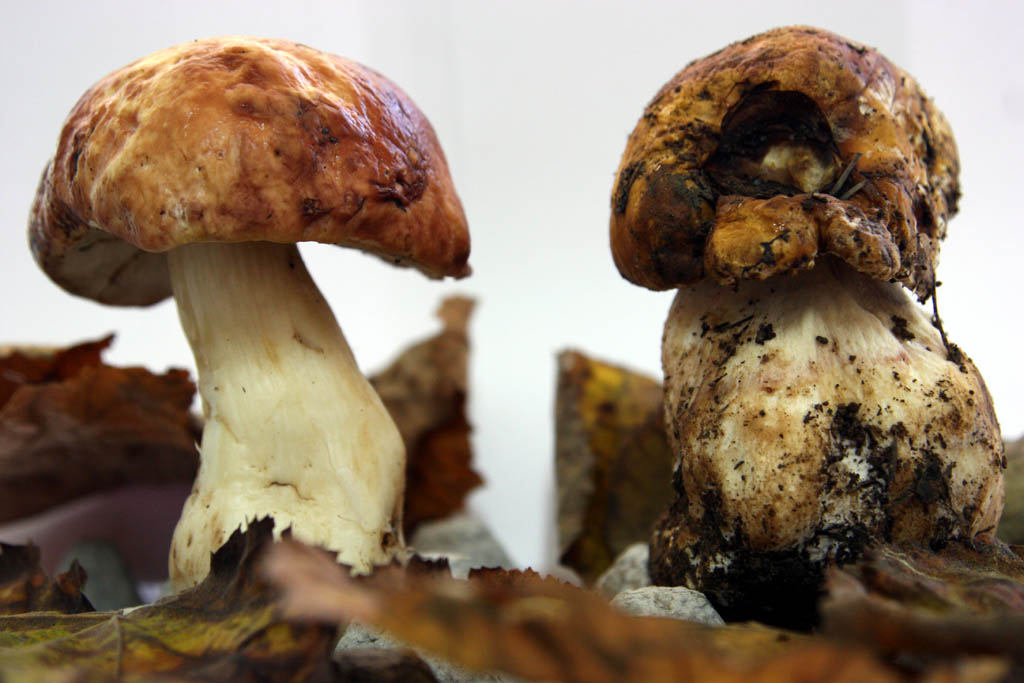 La Bella e la Bestia