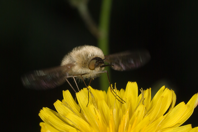 bombylius minor 3