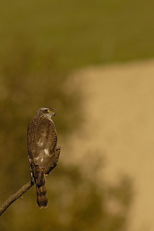 Sparviere, femmina adulta