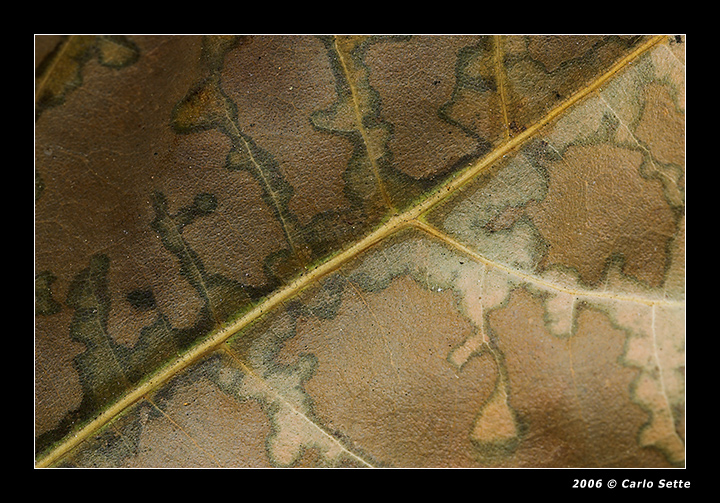 Texture (Autunno 1)