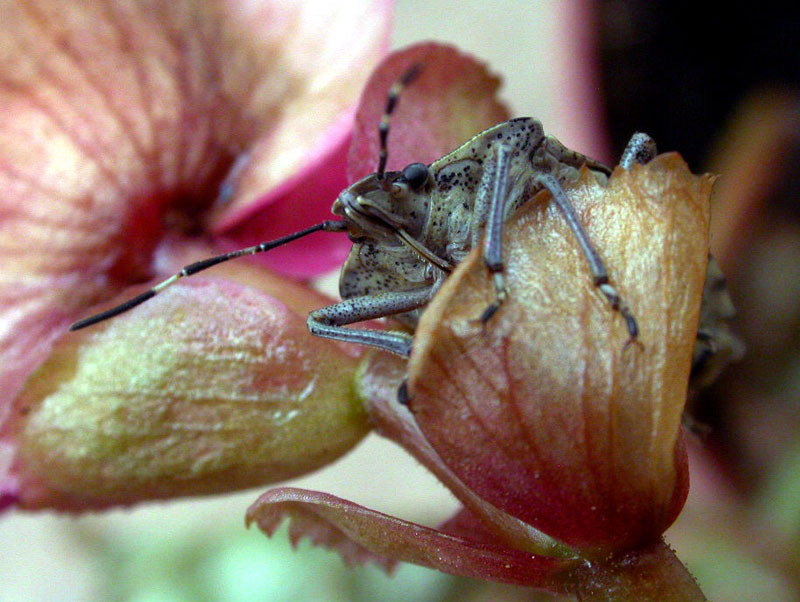 e chi si muove da qua....