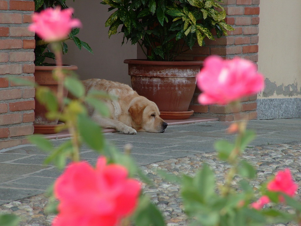 Vita da cani