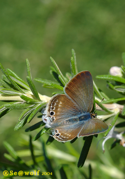Farfalla su rametto di rosmarino