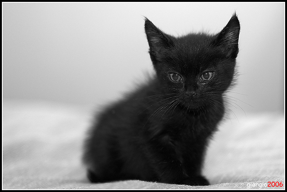 gatti 02 - minimusso bw