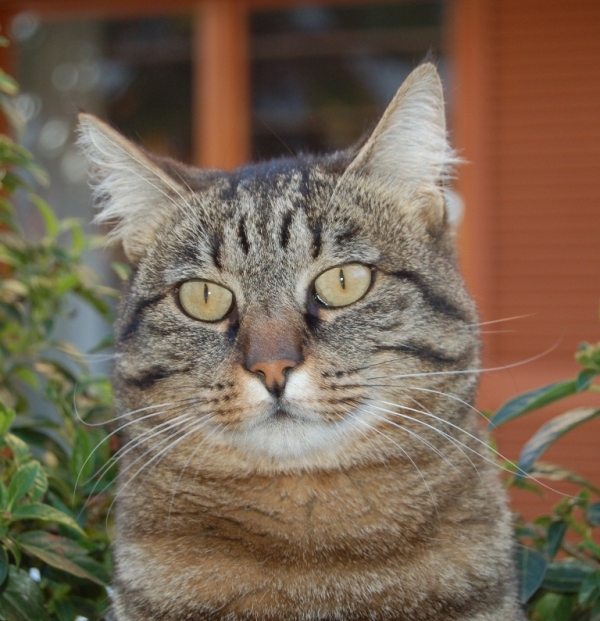 Micia in posa...