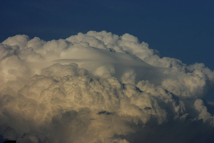 Pileus