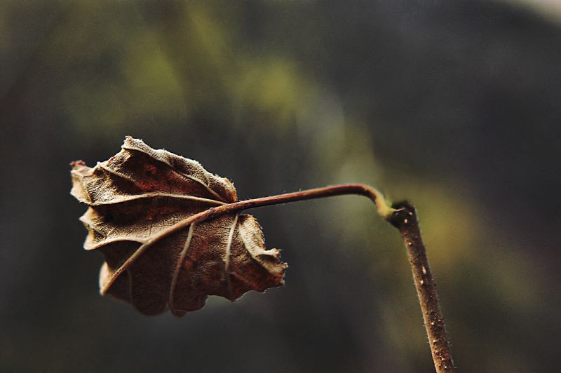 solitudine o tenacia?
