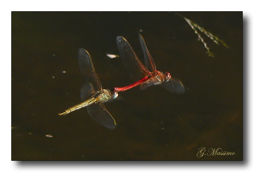 In Volo 8