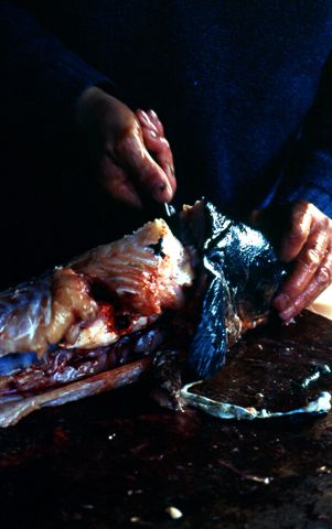 pulitura del pesce - cile