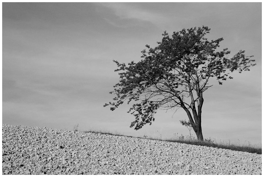 l'albero