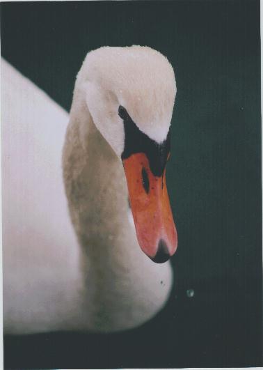 cigno
