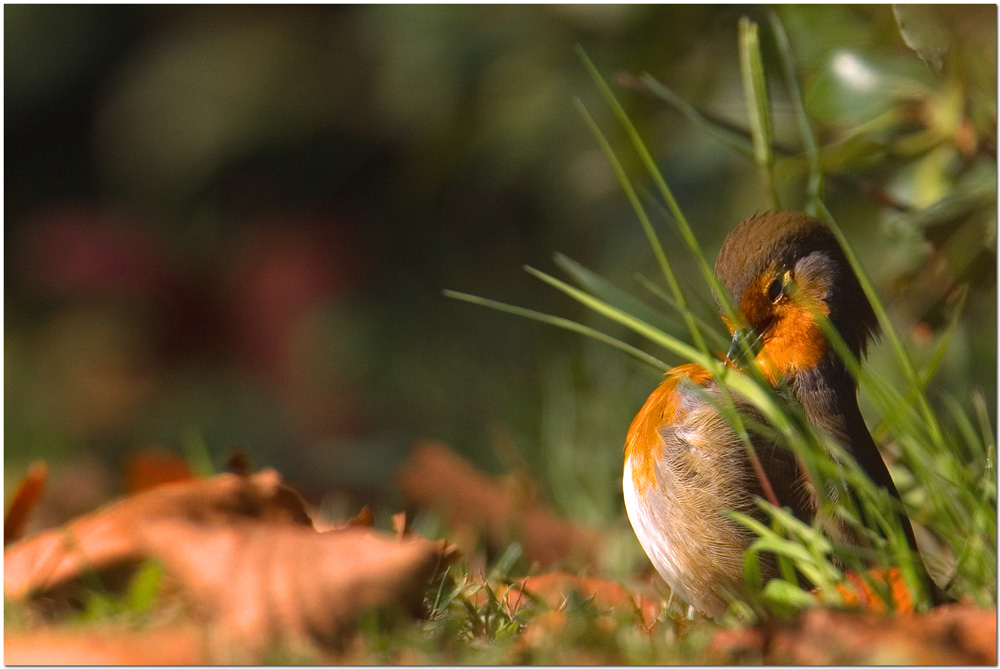 pettirosso al mattino
