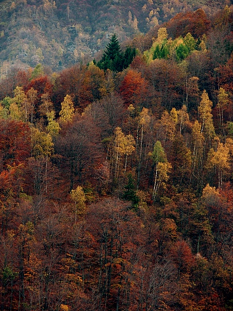 Autunno...