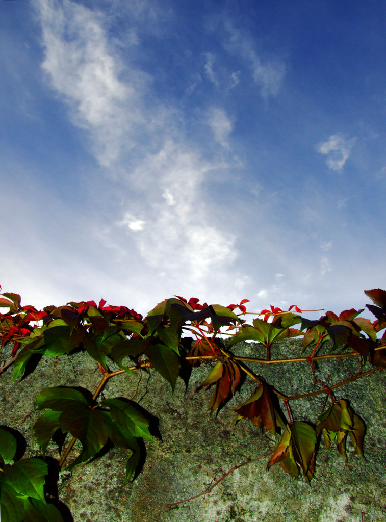 Bellezze nascoste sul vecchio muro....