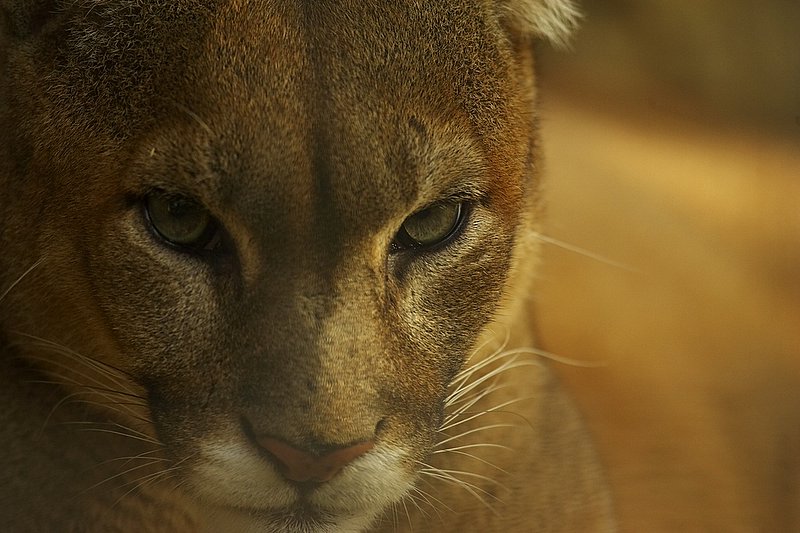 Come fare per il naso di questo puma ?