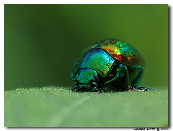 coleottero cangiante 02