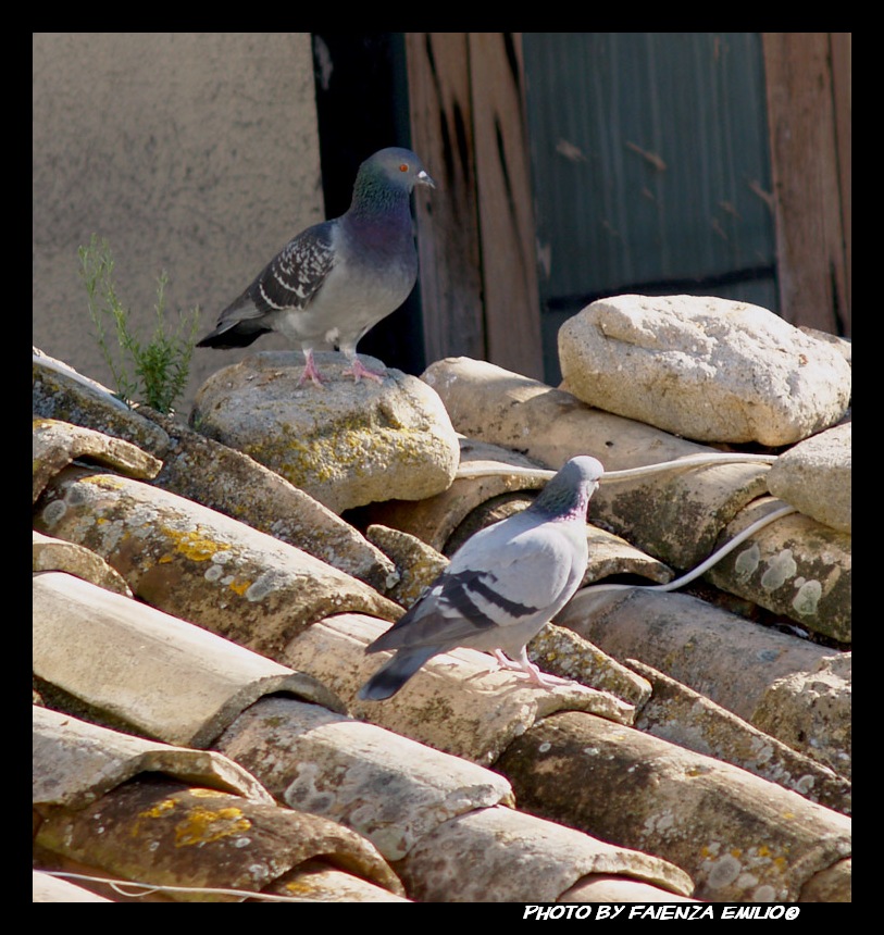piccioni2