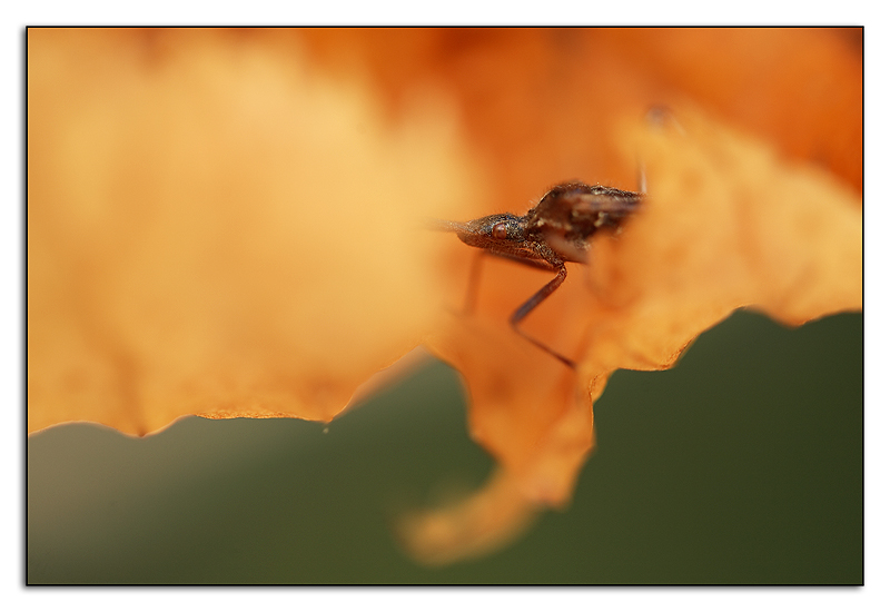 nascosto nella foglia