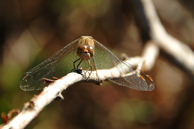 libellula con 18-200 VR