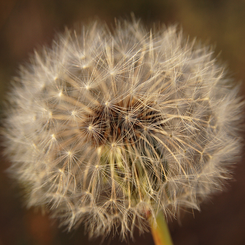 Soffia ed esprimi un desiderio.