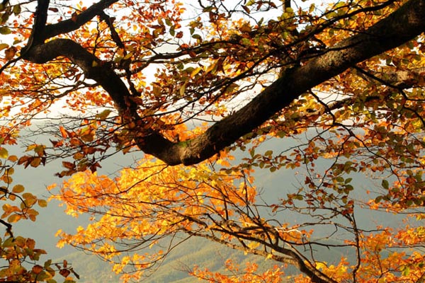 composizione autunnale