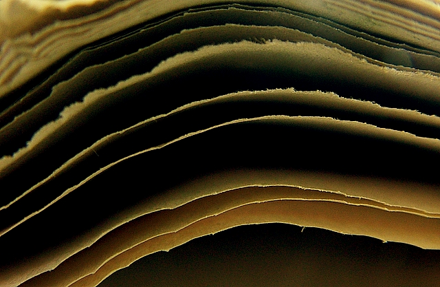 Solo fogli di giornale