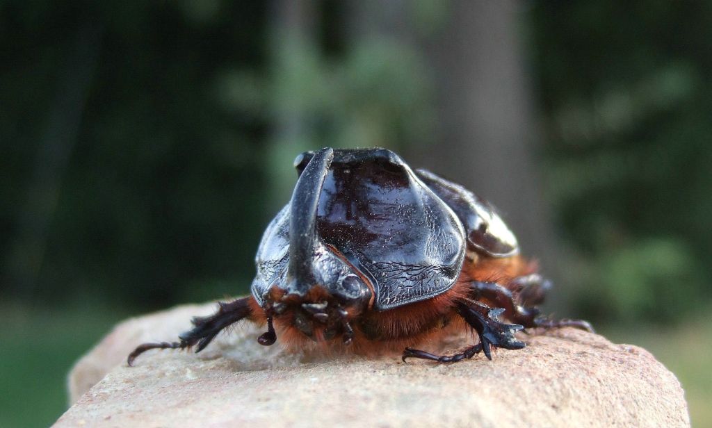 Scarabeo rinoceronte