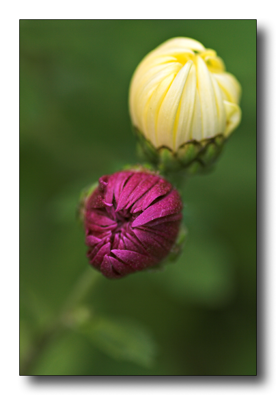 sorelle in disaccordo