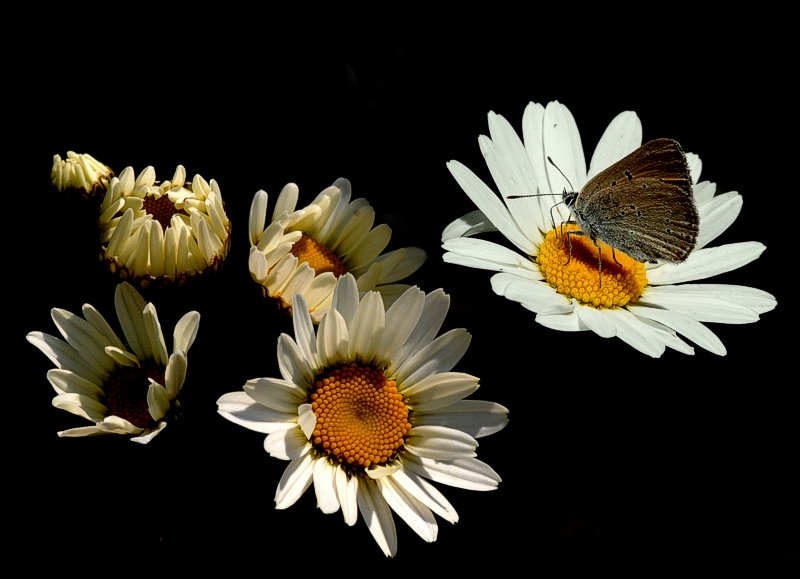Dalle tenebre... alla luce... la genesi!
