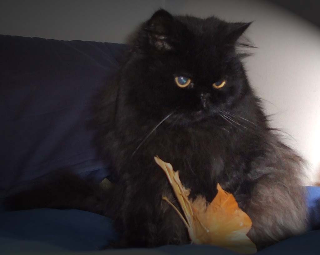 A caccia di Farfalle