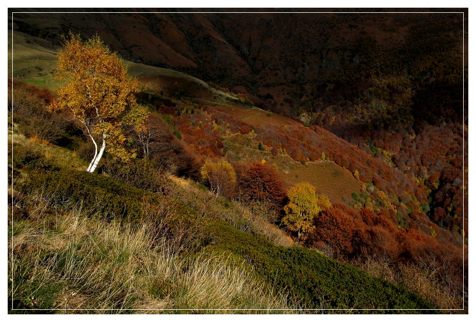 La fine delle betulle...