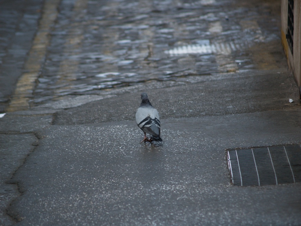 Piccione vagabondo :-D