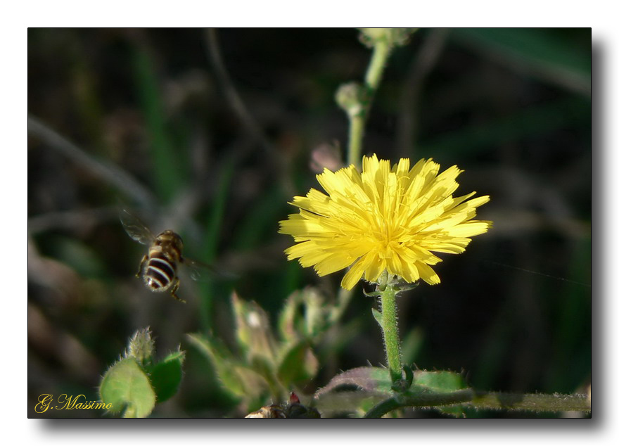 In Volo verso il fiore
