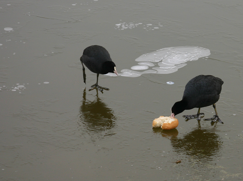 foto 19) colazione sul ghiaccio