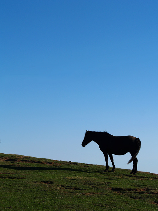 cavallo in controluce 1