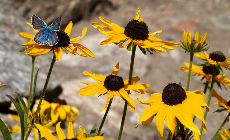 farfalle al giardino Paradisia