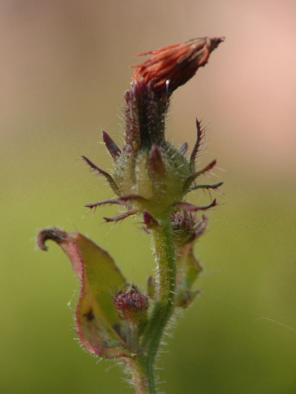 anche questo � autunno...