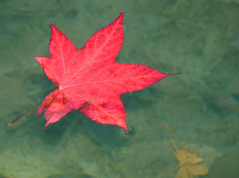 autunno in acqua