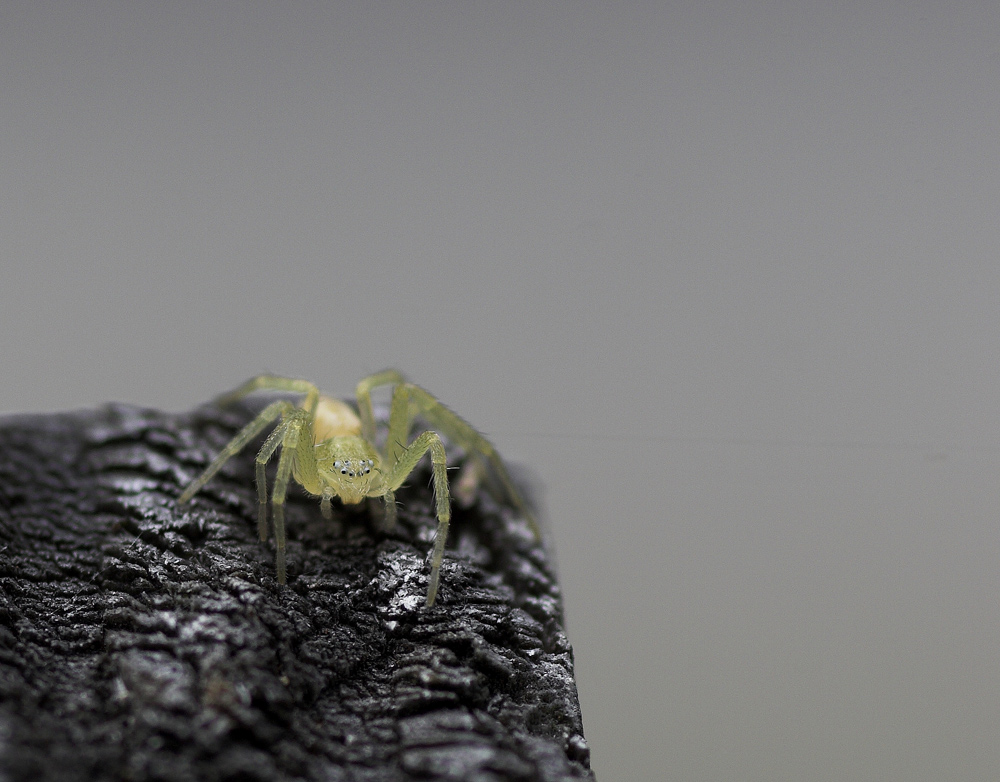 da qui domino tutto ha ha ha