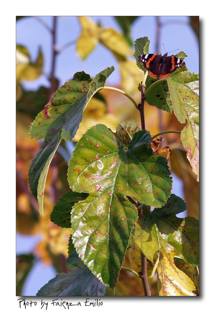 farfalla