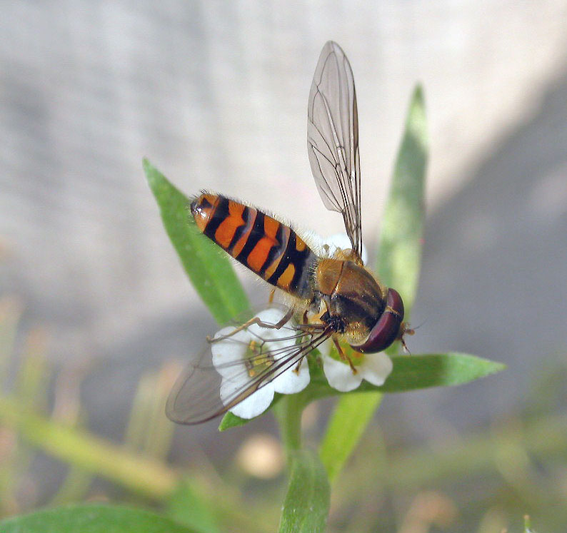 vi � scappata Lul�.....