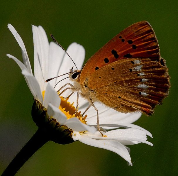 Bellezze con le ali...