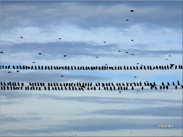 Come in un film di Hitchcock