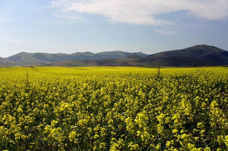 Castelluccio